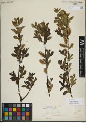 Foto von Salix myrsinifolia Salisb.